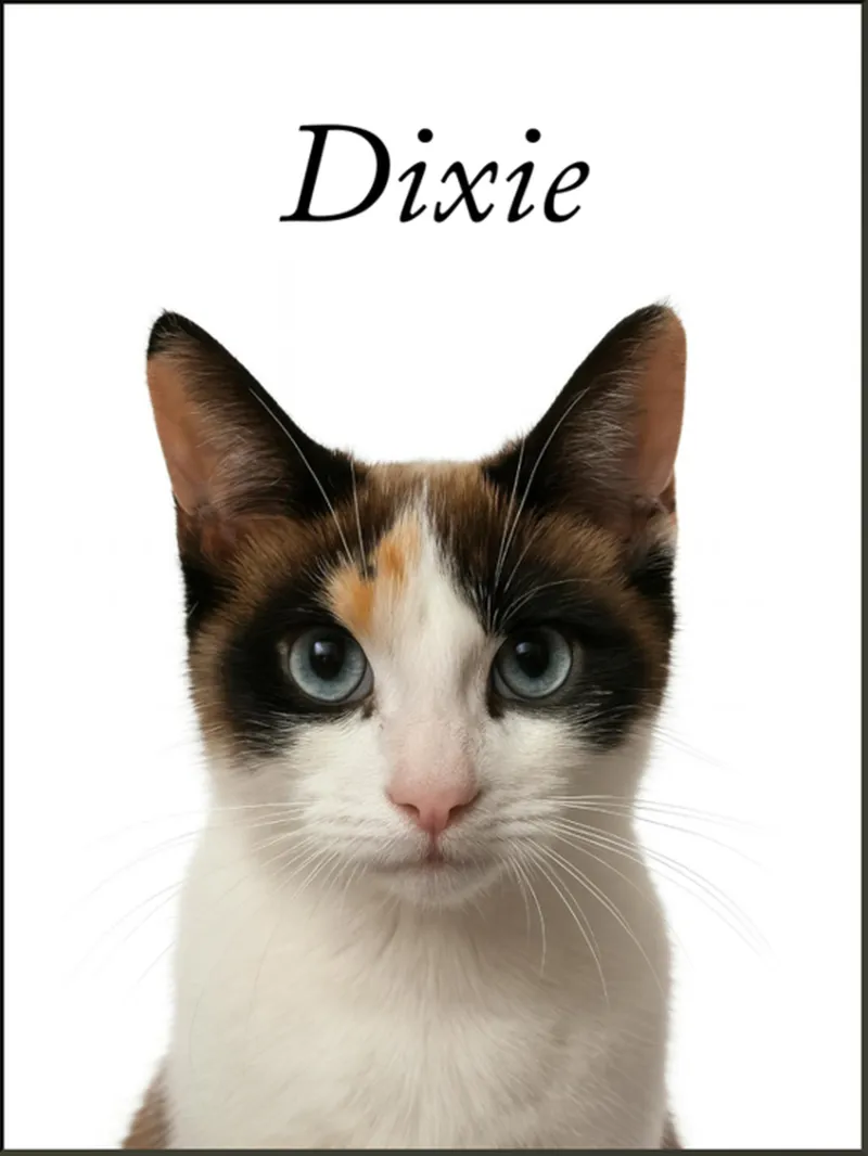 Personalised pet portrait with pet's name